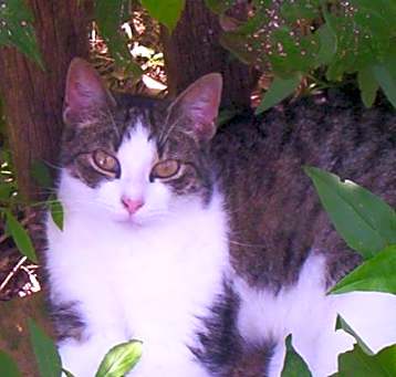 Photo of Sadie (very sweet)