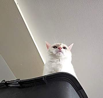 Photo of Nala