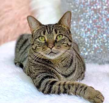 Photo of Basil (bonded to Atlas)