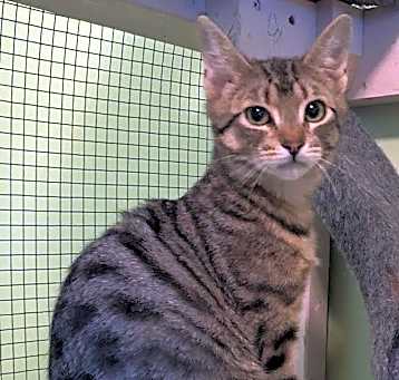 Photo of Tiggerella (F)