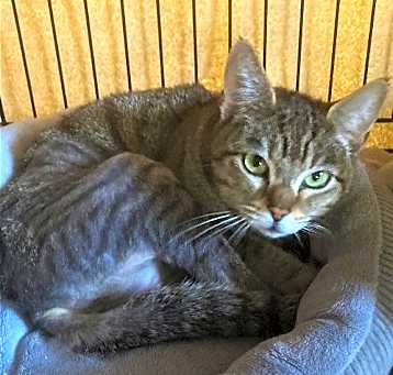 Photo of Violet