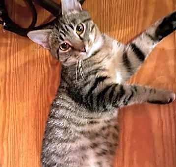 Photo of Charlie