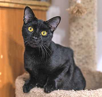 Photo of Midnight