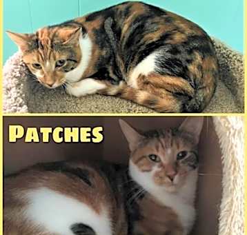 Photo of Patches