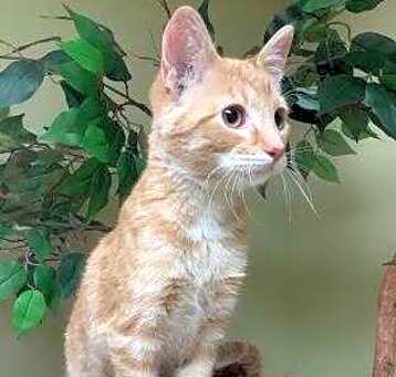 Photo of Enchilada