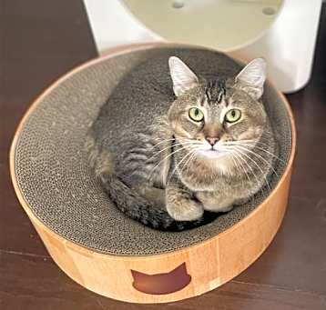 Photo of Maple