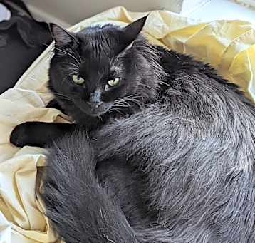 Photo of Noctis