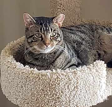 Photo of Tigger