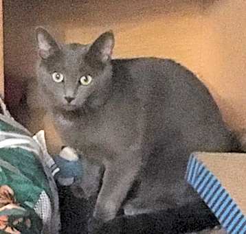Photo of Max bonded with Nicky