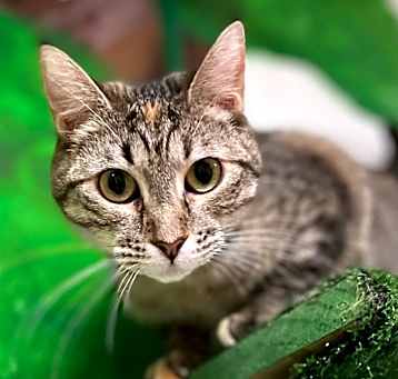 Photo of Ladybug