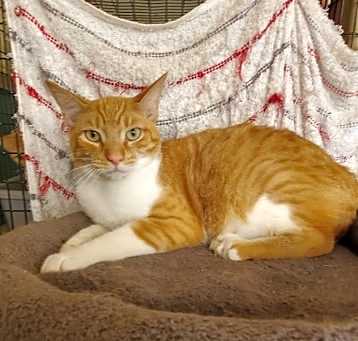 Photo of Thor