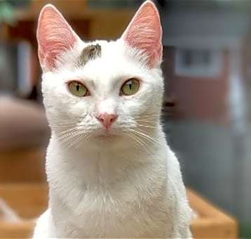 Photo of Bea