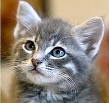 Photo of Blue