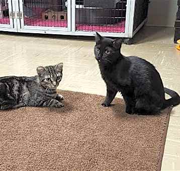 Photo of Jemima and Jellyorum Bonded sisters Special Needs