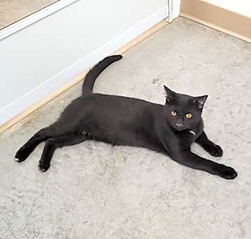 Photo of Rascal