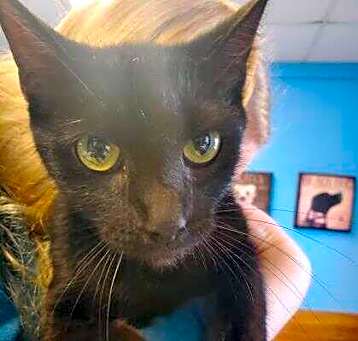 Photo of Kitty