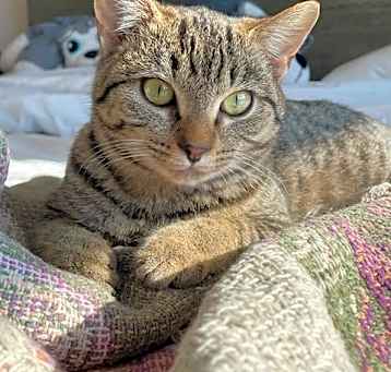 Photo of Basil