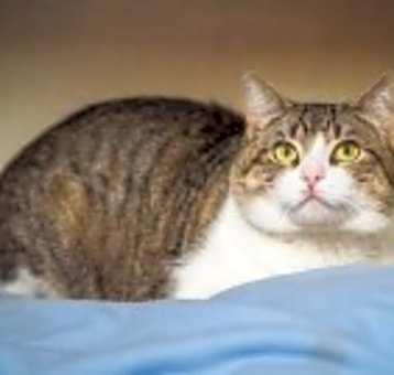 Photo of Wrangler