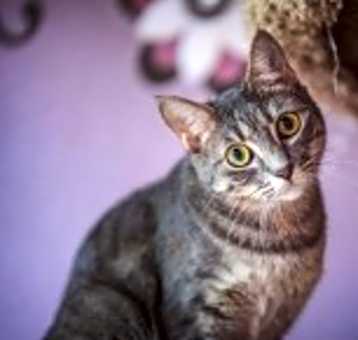 Photo of Maverick