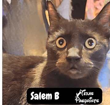 Photo of Salem B