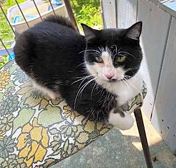 Photo of Lyric