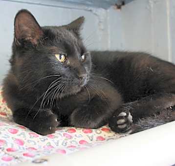 Photo of Stout