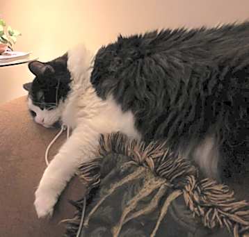 Photo of Pippa
