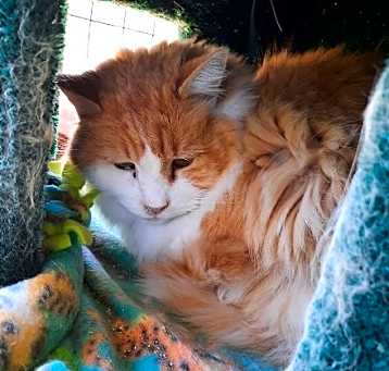 Photo of Gadget