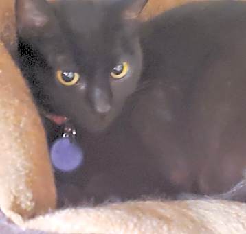 Photo of Phoebe