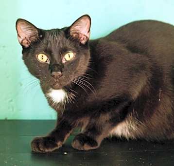 Photo of Oscar