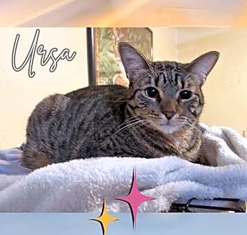 Photo of Ursa