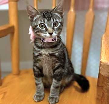 Photo of Cats/Kittens