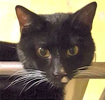 Photo of Echo