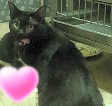 Photo of Pink Panther