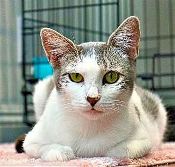Photo of Le Tigre