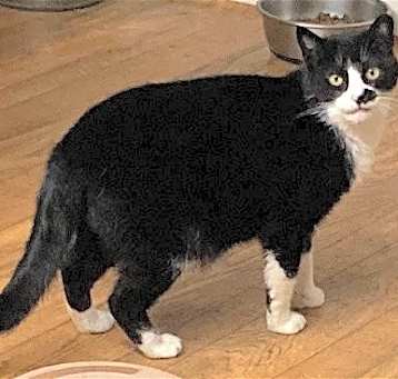 Photo of Smudge - Barn Cat