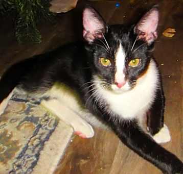 Photo of Elvis