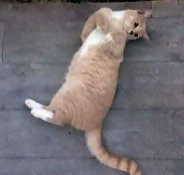 Photo of Dusty