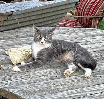 Photo of Violet