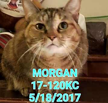 Photo of Morgan
