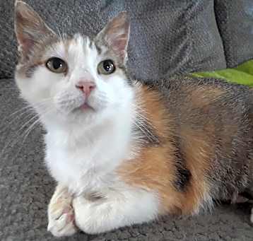 Photo of Ruby