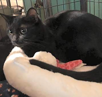 Photo of Gypsy