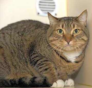 Photo of Snickers