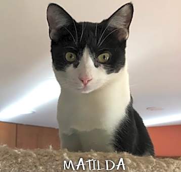 Photo of Matilda