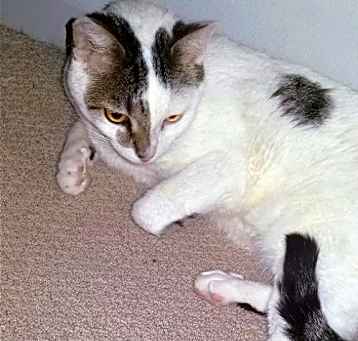 Photo of Birch