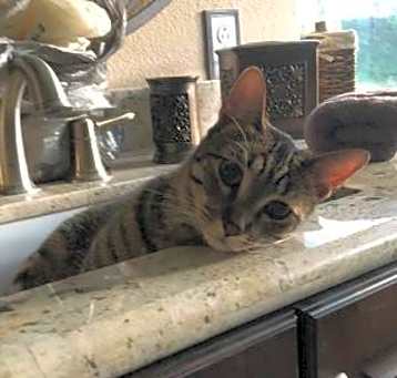 Photo of Cadet