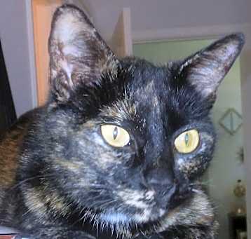 Photo of Rosie - sweet lazy girl!