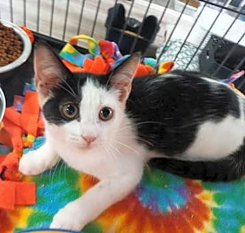 Photo of Penny