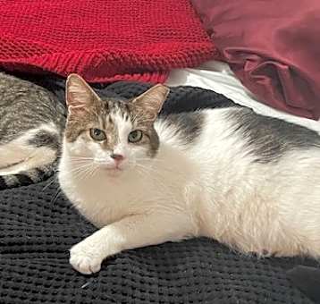 Photo of Chester & Freddy - bonded!