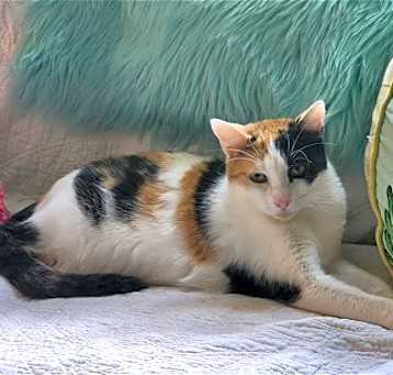 Photo of Buttercup
